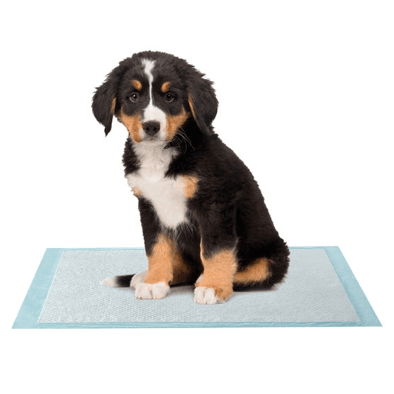 Kirkland Signature Extra-Large Absorbent Pet Pads, 100-Count image 3