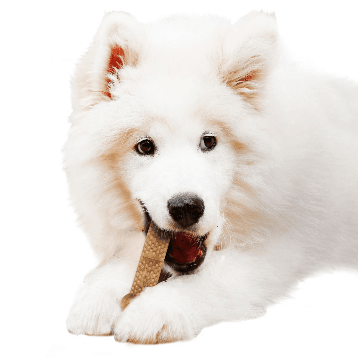 Nylabone NUBZ Dog Chews, 44 Total Chews, 2-Pack image 4
