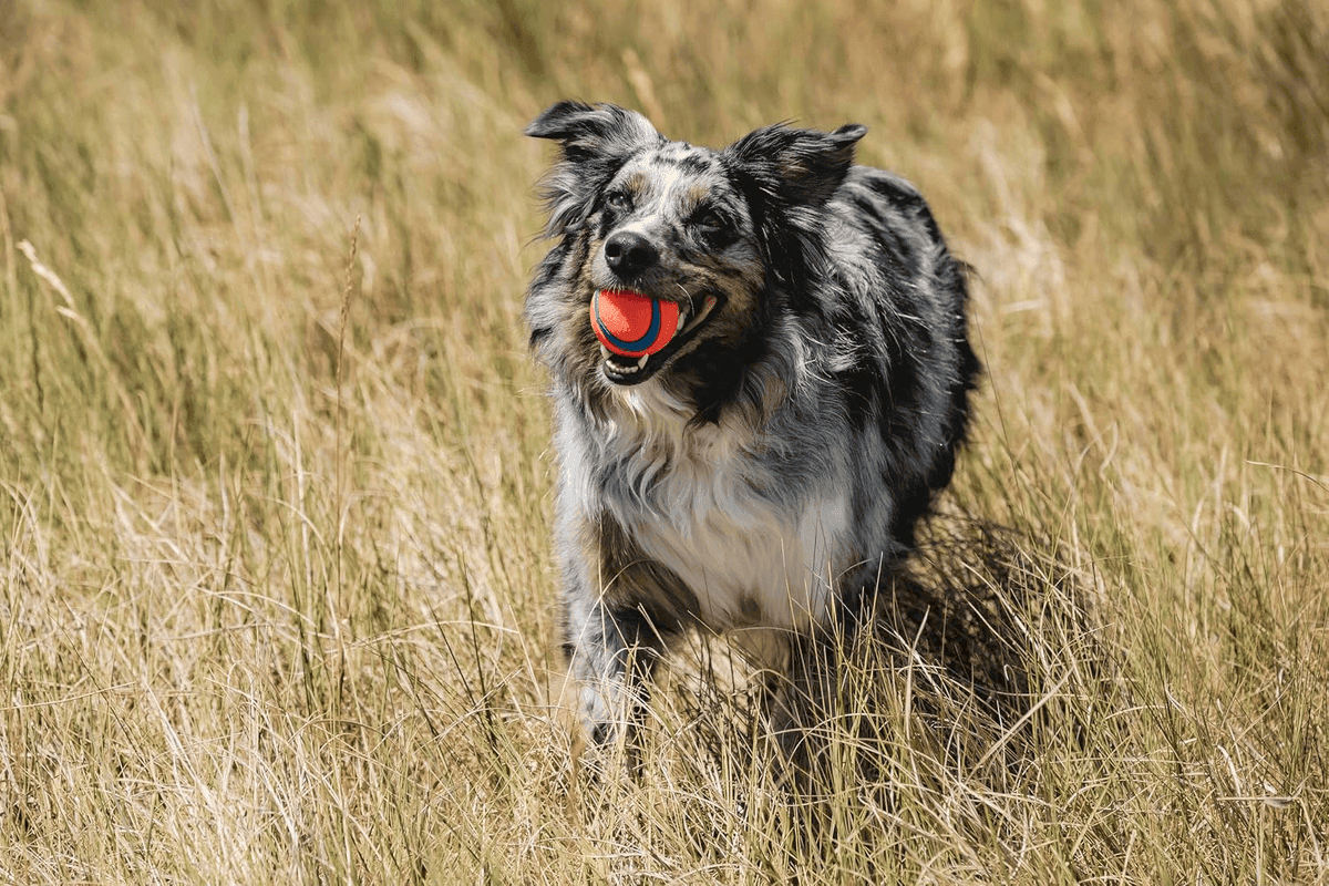 Chuckit! Ultra Ball Medium Dog Toy - 2 Pack image 2