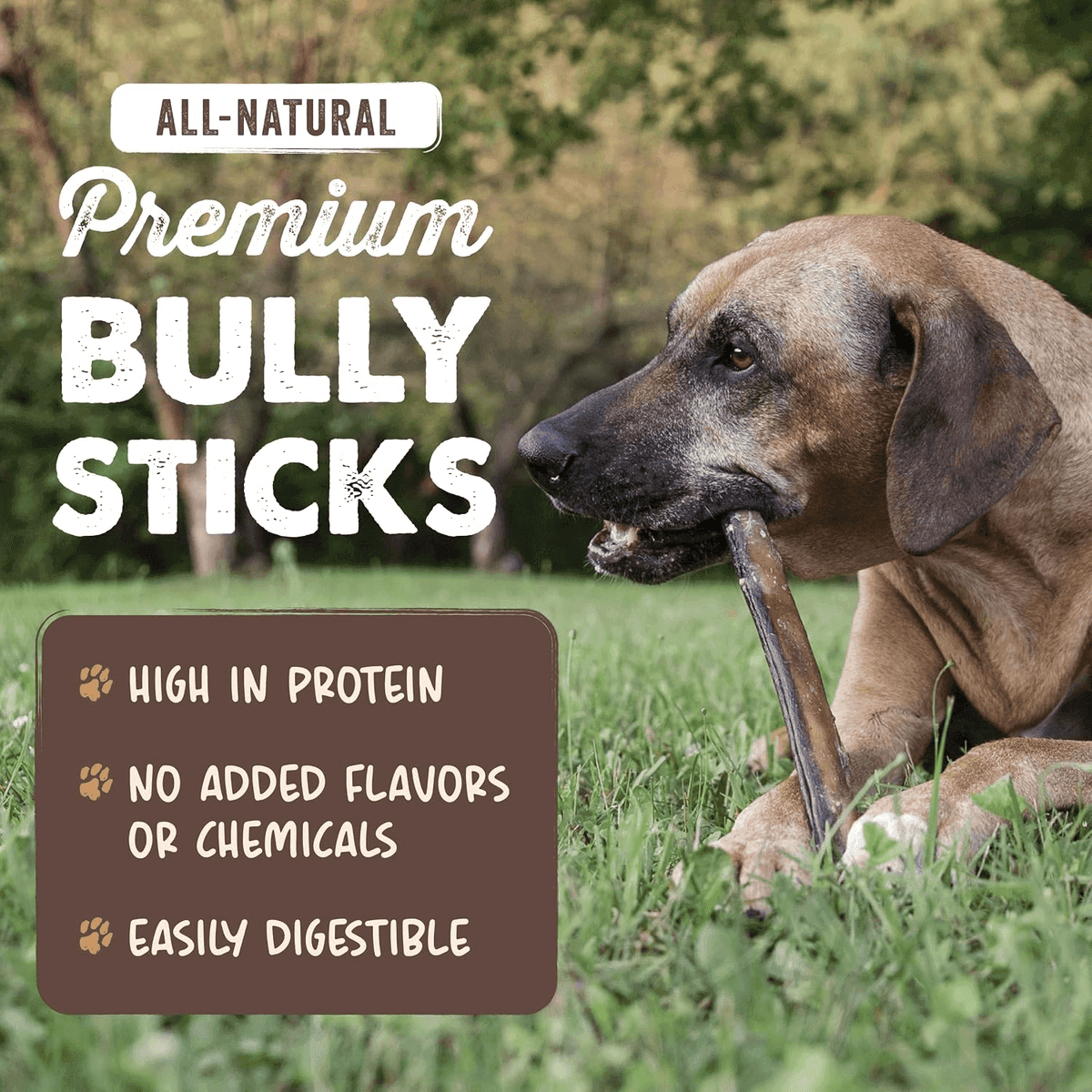 Mighty Paw 12-Inch Bully Sticks for Dogs, 5-Pack image 2